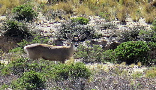 Andean deer Chachani