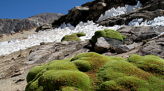 La Yareta - Andean Flora Of Peru