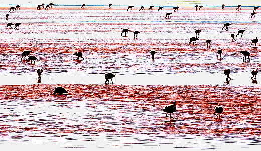 Andean Pink Flamingos
