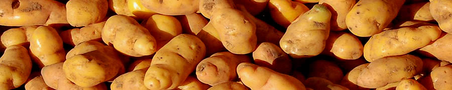 Andean Potato