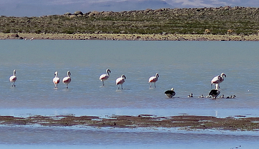 Andean Birding In Peru