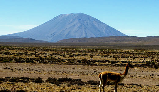Background of Volcan Misti - Vicuñas on the backside of Misti volcano