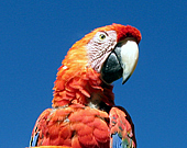 Peru Birding Tour