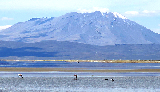 BirdWatching In Laguna De Salinas