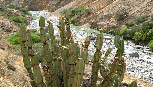 Cactus In The Colca Canyon