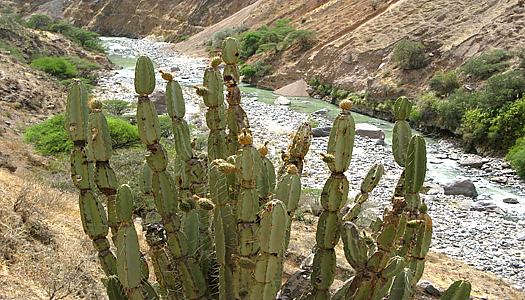Cactus In The Colca Canyon