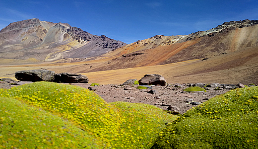 Local Flora around volcan Chachani