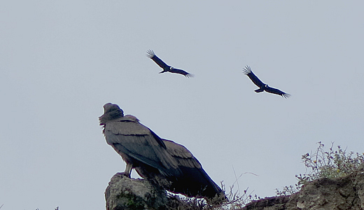 Fligh of andean Condors