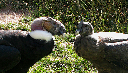 Couple of andean condors