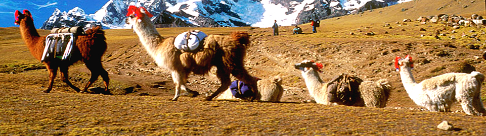 Llama Trek In The Cotahuasi Canyon