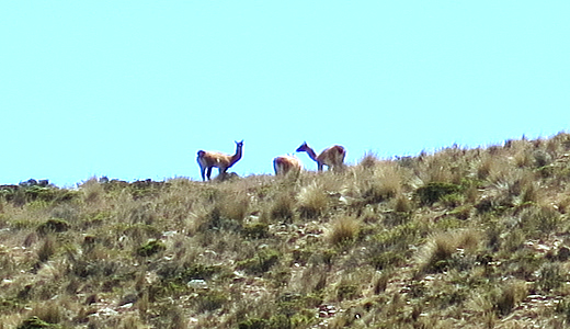 Wildlife around volcan Chachani