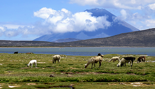 Fauna En Laguna De Salinas