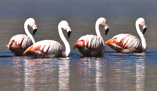 Chilean Flamingos in the national sanctuary of Mejia Lagoons - Mollendo Peru