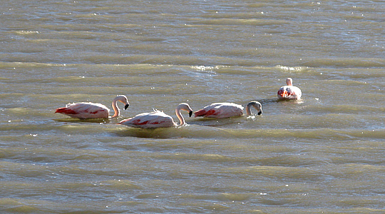 Pink Flamingos In The Andes Of Peru