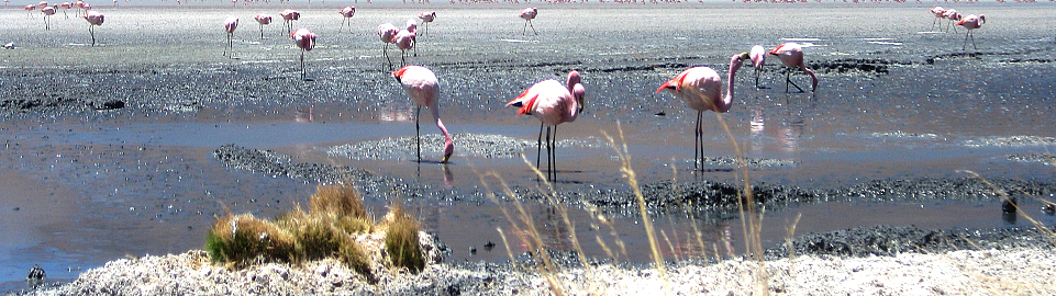 Flamingos In Lagunas De Salinas
