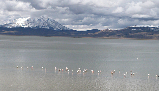 Pink Flamingos - Salinas Lagoon