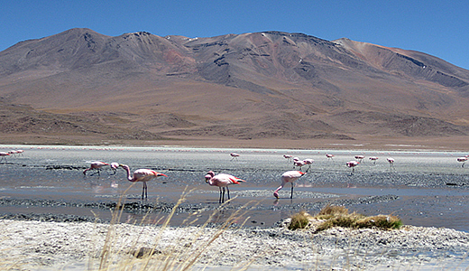 Flamingos Watching Tours In Peru