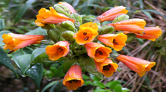 Amazing Flowers Of The Amazon Jungle