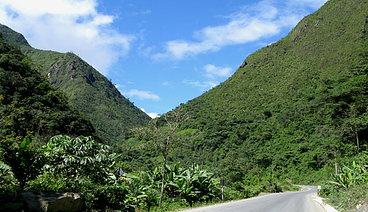 High Jungle Of Peru