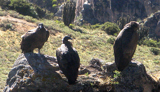 Colca Condors - Kolca Condors