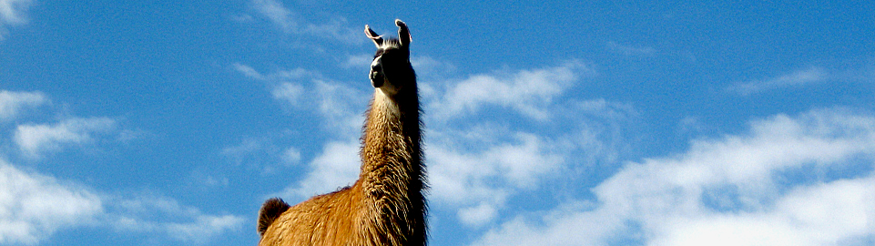 Peru Llama Photo