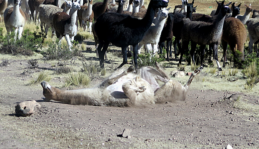 Llama Rolling in Peru 