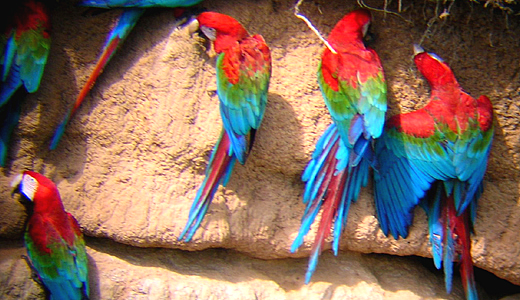 Macaw Clay Lick In The Amazon Of Peru