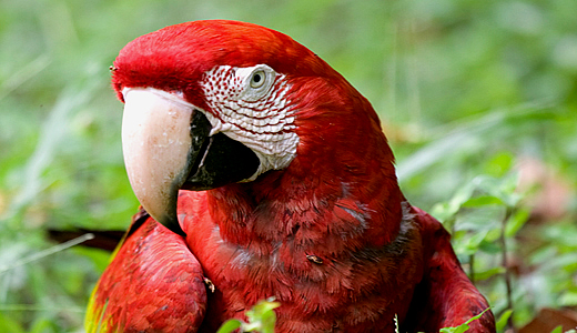 Macaw Watching