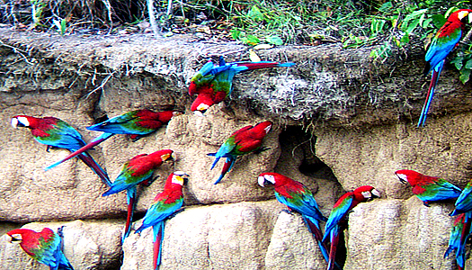 Macaws