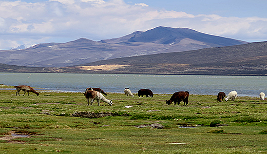 Peru Mountain Fauna