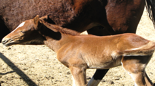 Peruvian Baby Paso Horsy