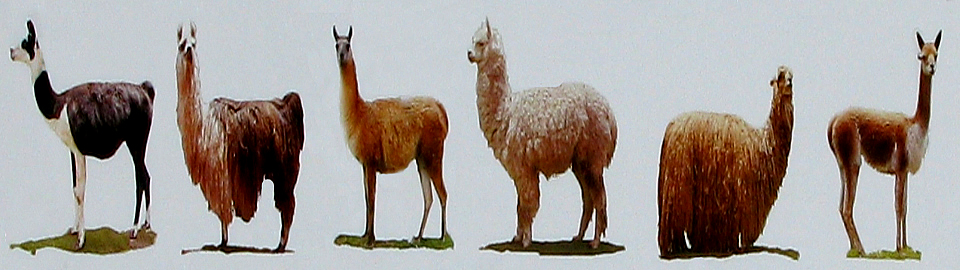 Camelids Of The Andes Of Peru