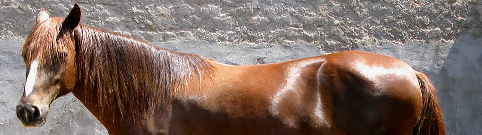 Peruvian Paso Horse