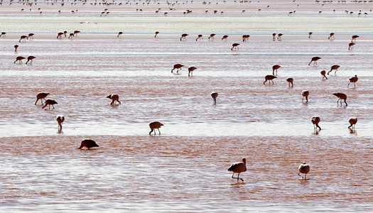 Andean Pink Flamingos - Salinas Salt Lake