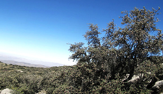 Queñuales (Polylepis)