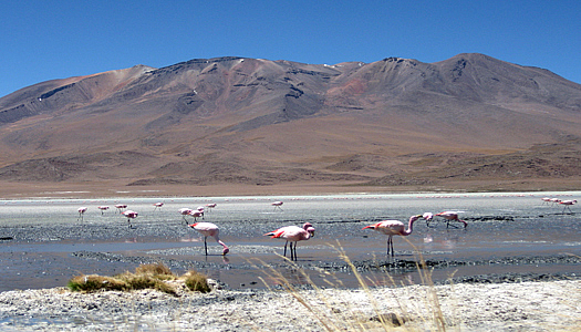 Pink Flamingos In Peru