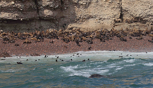 Sea Lions At Ballestas Islands