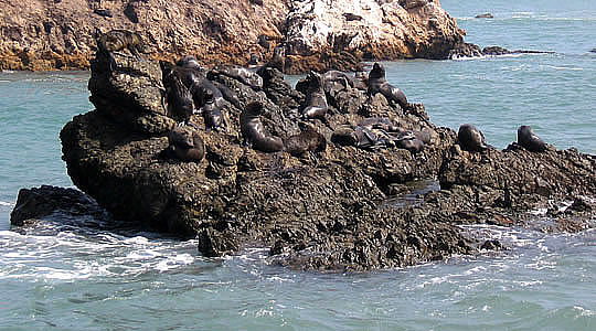 Sea Lions At San Fernando Marine Reserve