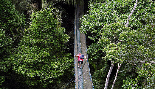 Suspension Jungle Bridge