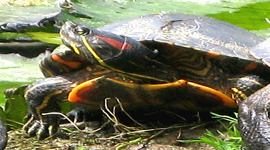 Amazon Turtle