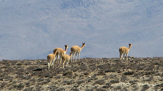Vicugna - South American Camelids