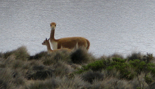 Vicuña Facing