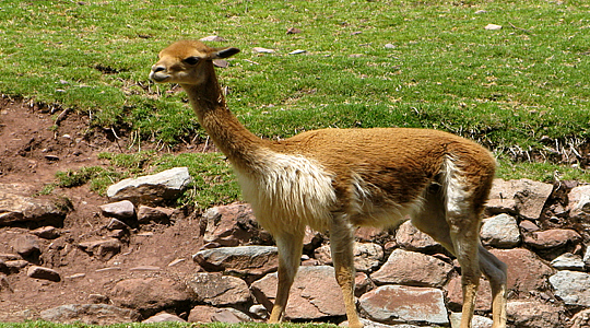 Vicuña As Known South American Camelido