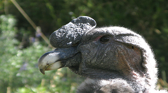 Andean Condor - Vultur Gryphus
