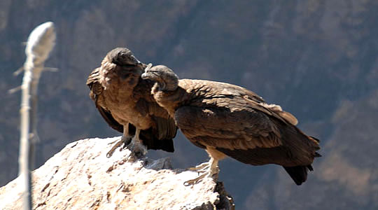 Condors In The Colca Canyon Seating On The Rock