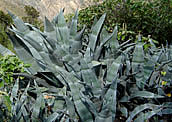 El Mague