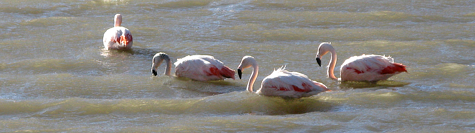 Andean Flamingos On The Road Of Puno To Arequipa