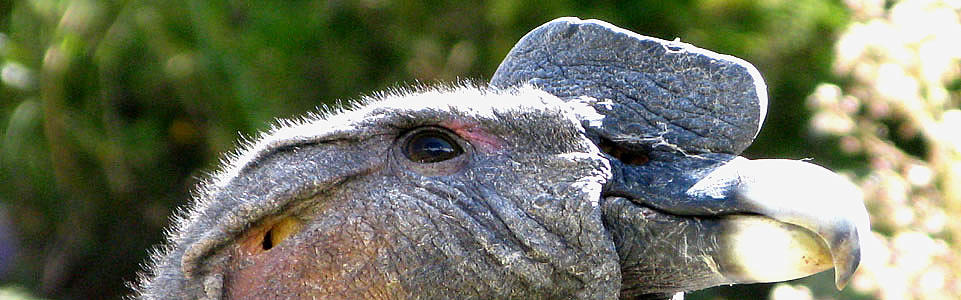 Andear Condor - Vulture Gryphus