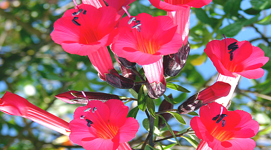 Incan Flower - La Cantuta