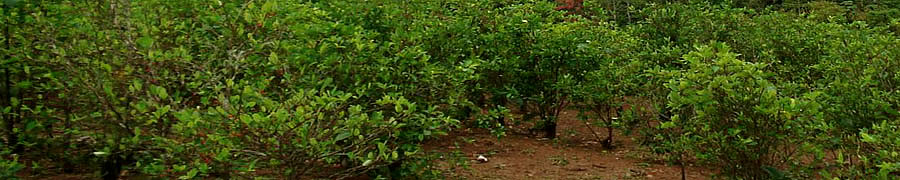 Coca Leaves Plantation